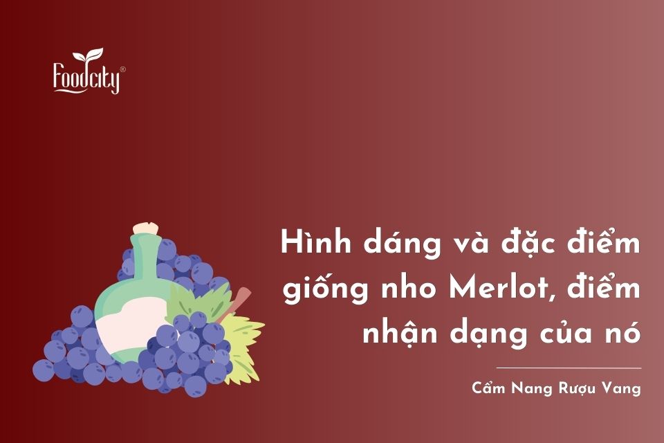 Hình dáng và đặc điểm giống nho Merlot, điểm nhận dạng của nó Hình dáng và đặc điểm giống nho Merlot, điểm nhận dạng của nó