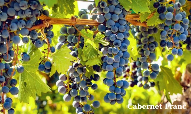 cabernet franc