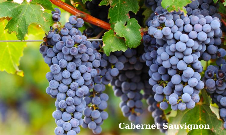 cabernet sauvignon