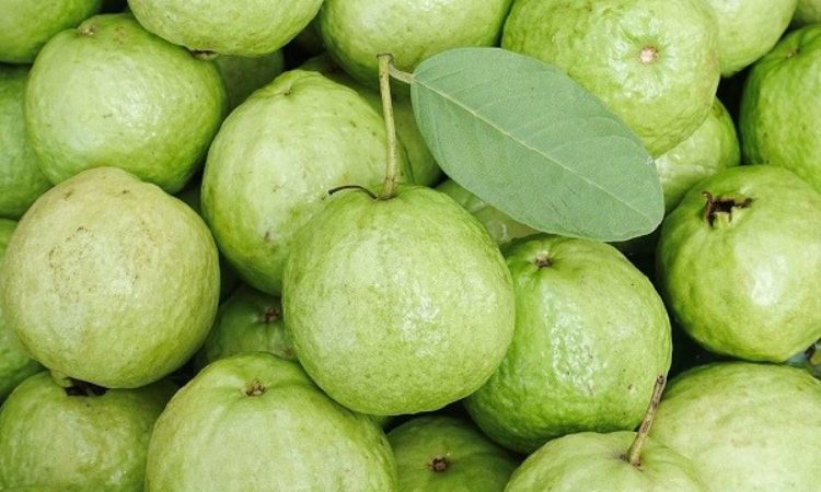 các bước ngâm rượu ổi