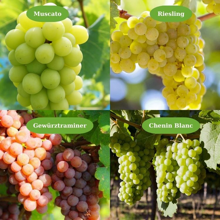 các giống nho làm rượu vang ngọt