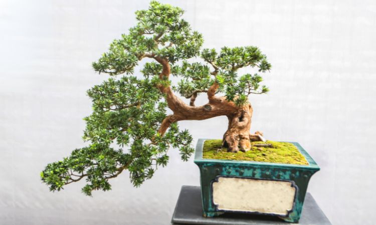 cây phong thủy