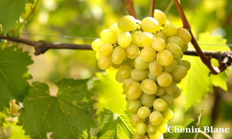 chenin blanc