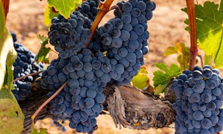 chùm nho tempranillo