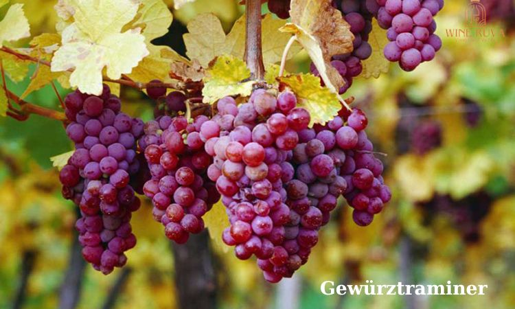 gewurztramier