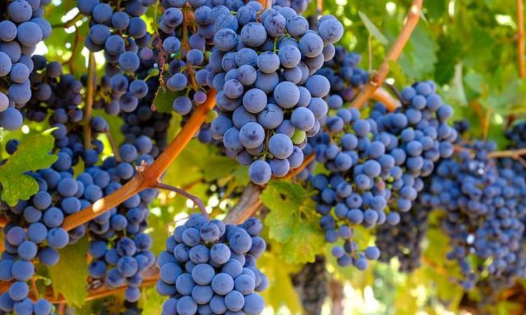 giống nho cabernet sauvignon
