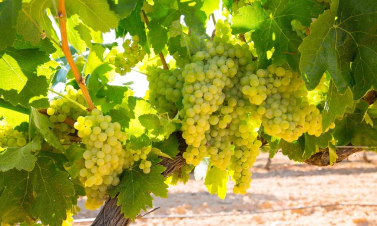 giống nho chardonnay
