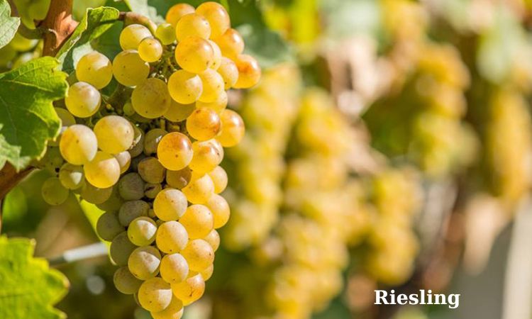 giống nho làm rượu vang riesling