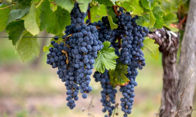 giống nho merlot