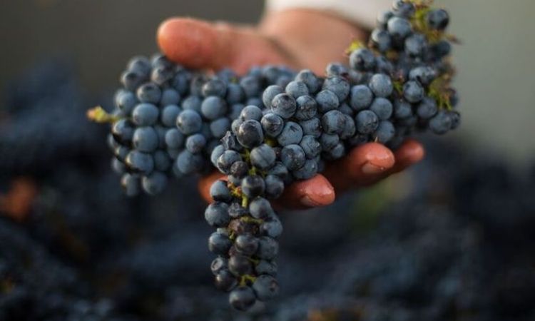 giống nho shiraz làm rượu vang đỏ