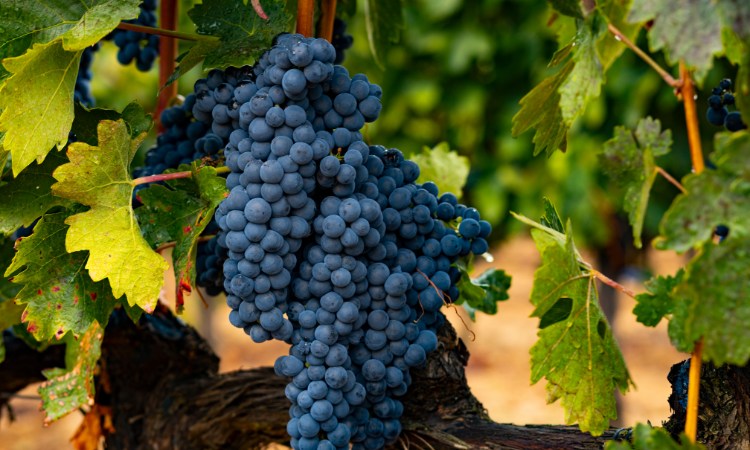 giống nho tempranillo tây ban nha