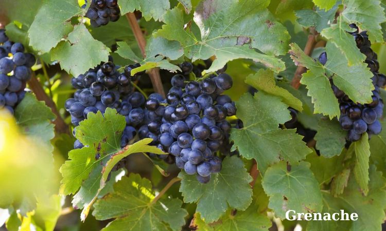 grenache làm vang đỏ