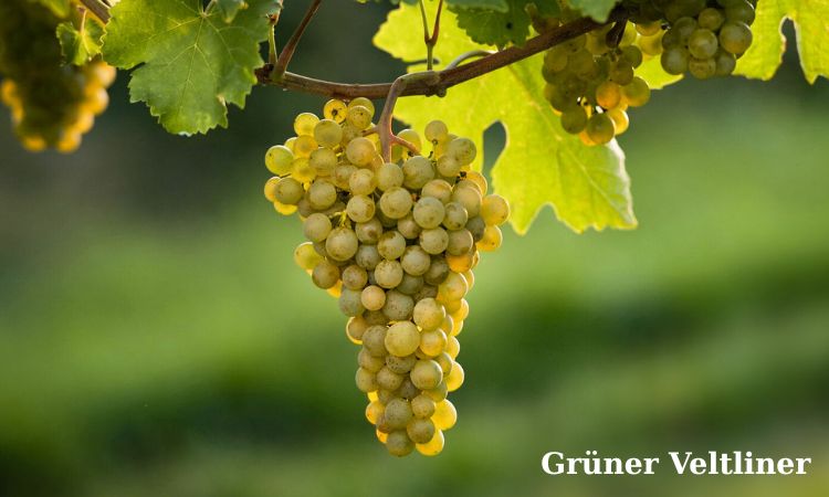 gruner veltliner