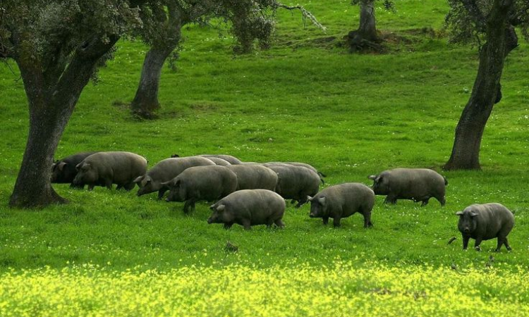 heo iberico trên khu rừng sồi