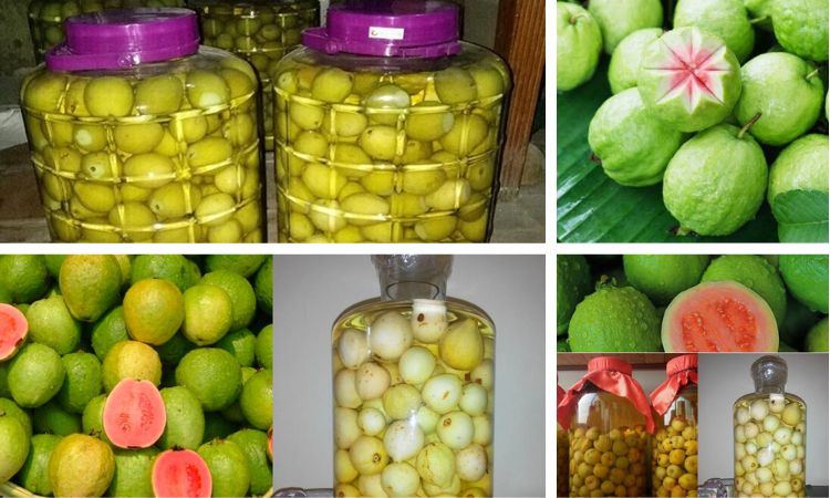hình ảnh ngâm rượu ổi