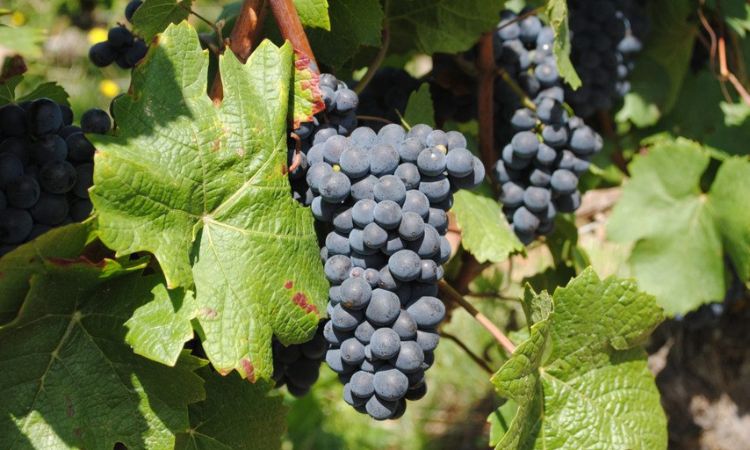 lá cây giống nho merlot