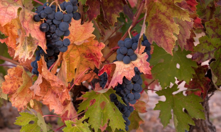 lá nho tempranillo