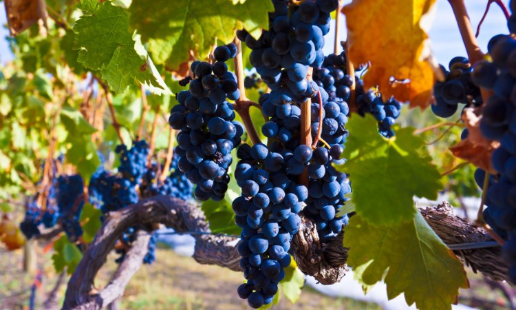 màu sắc quả nho tempranillo