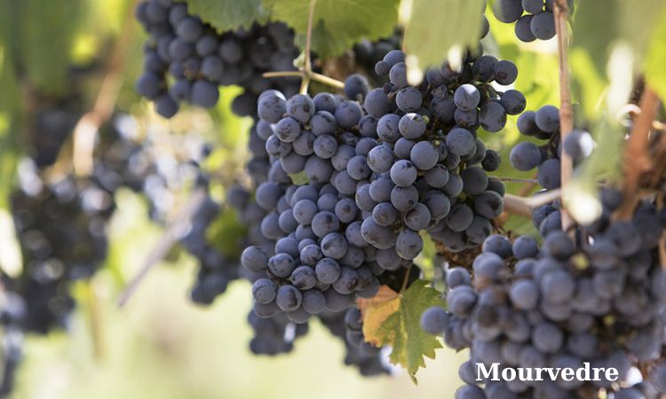 mouvedre