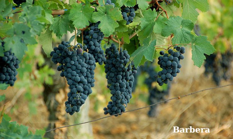 nho barbera làm vang