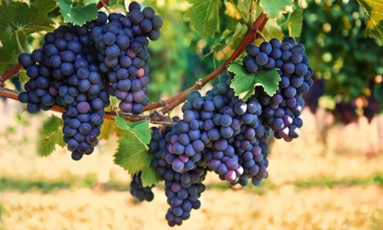 nho cabernet sauvignon