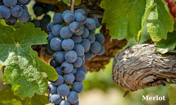 nho làm rượu vang merlot