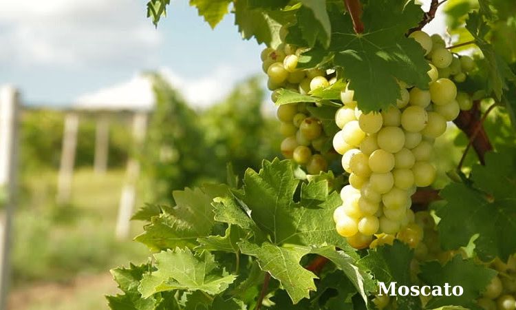 nho làm rượu vang trắng moscato