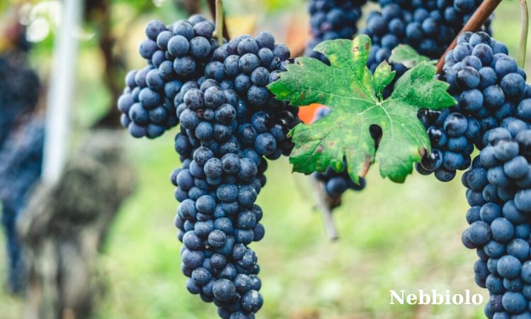 nho làm rượu vang nebbiolo