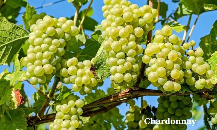 nho làm vang trắng chardonnay