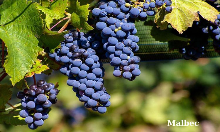 nho malbec