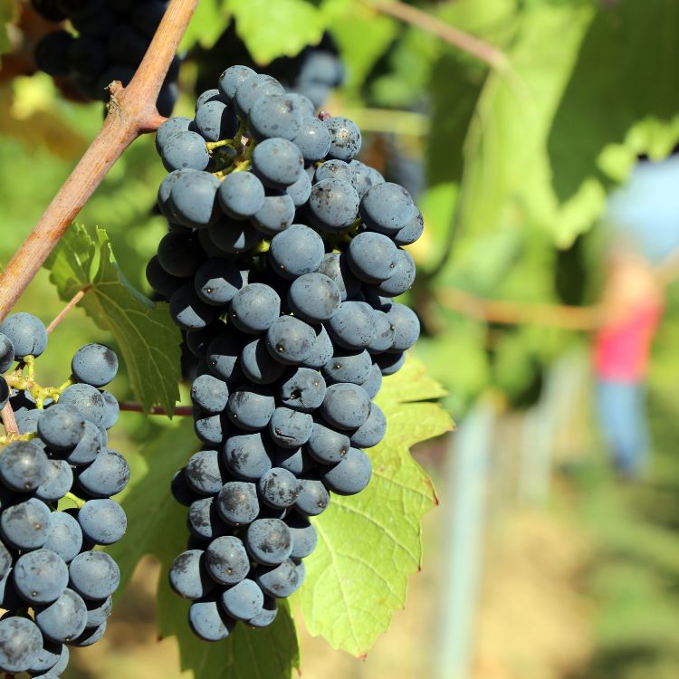 nho pinot noir