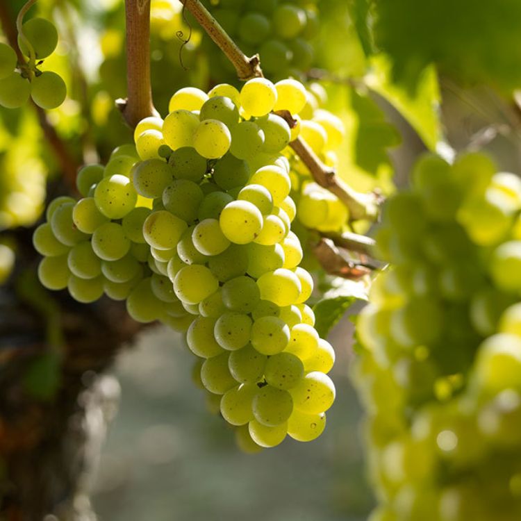 nho sauvignon blanc