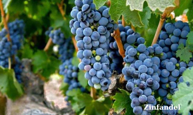 nho zinfandel