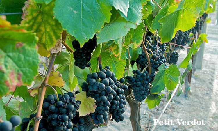 petit verdo
