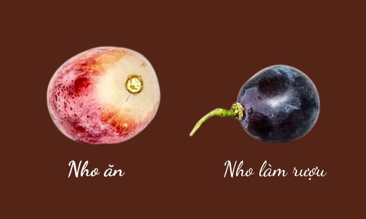 phân biệt nho ăn và nho làm rượu vang