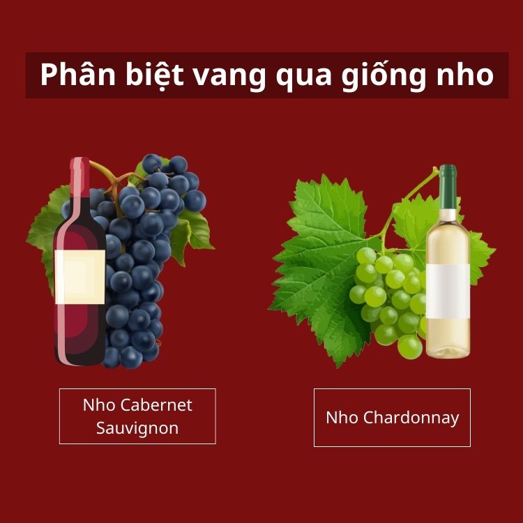 phân biệt vang qua giống nho