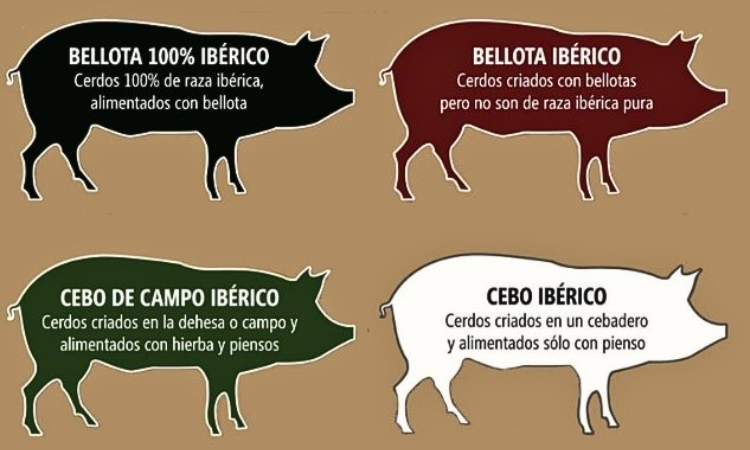 phân loại thịt heo iberico