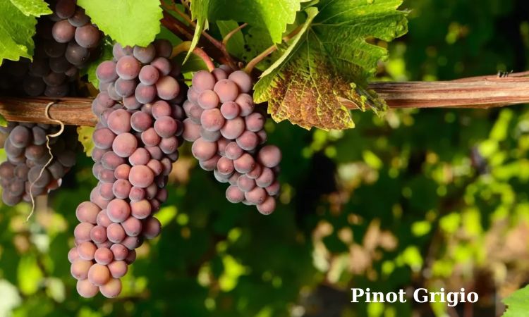 pinot grigio
