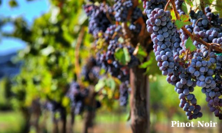 pinot noir