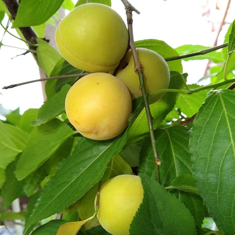 quả mơ