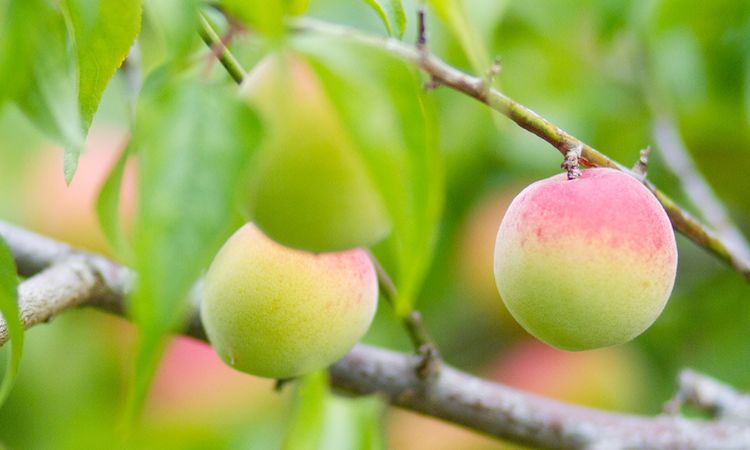 quả ume