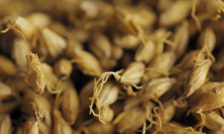 quy trình sản xuất rượu whisky