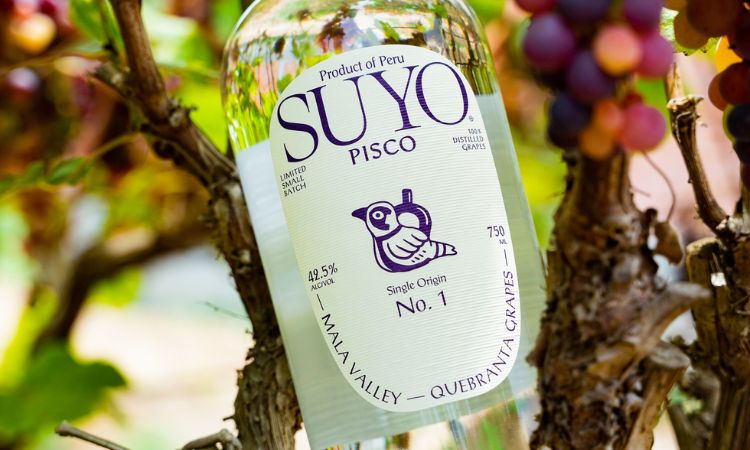 rượu pisco