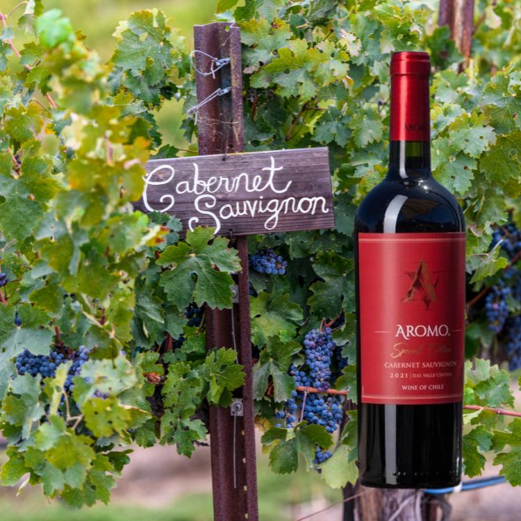 rượu vang aromo cabernet sauvignon
