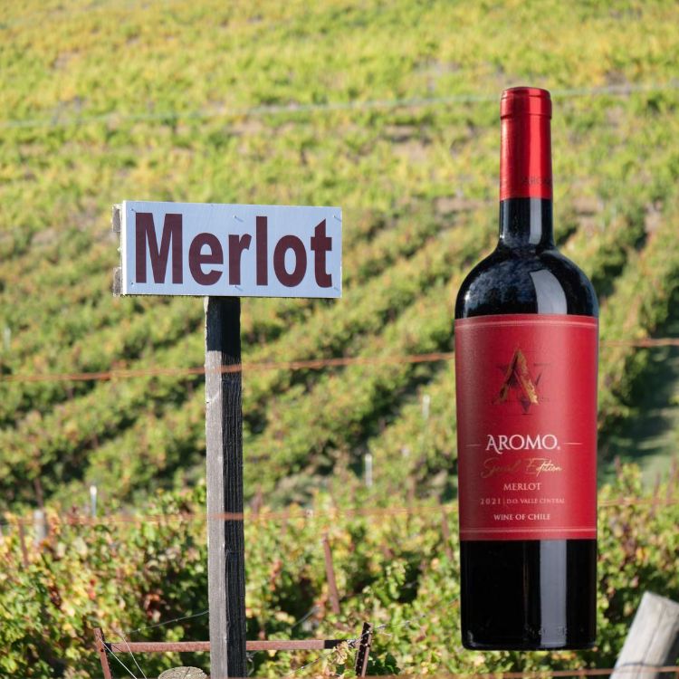 rượu vang aromo special merlot