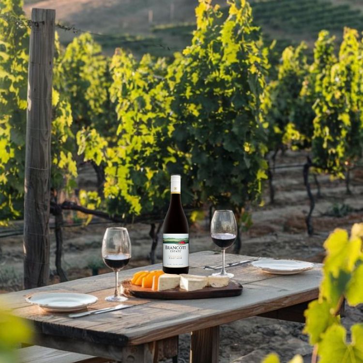 rượu vang đỏ brandcott pinot noir
