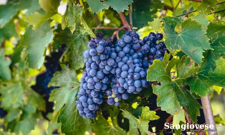 sangiovese