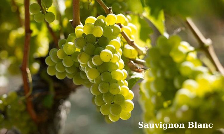 sauvignon blanc