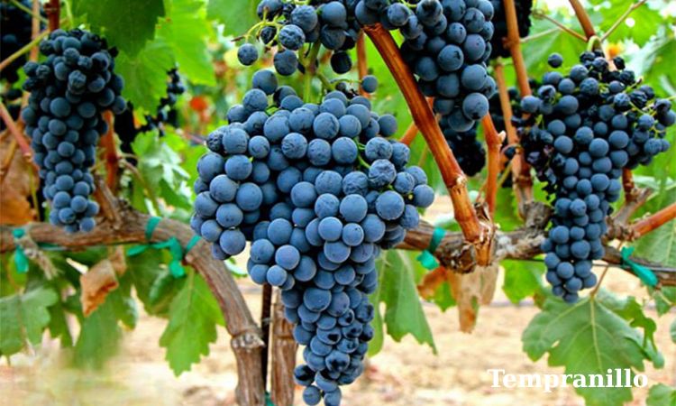 tempranillo làm rượu vang