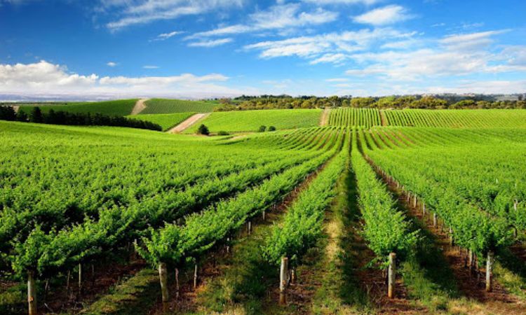 thung lũng barossa vườn nho